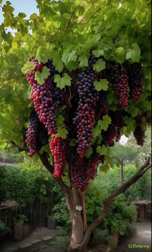 Obří hroznová semínka: tenkoplátná, velká a bez semínek 🍇🌿
