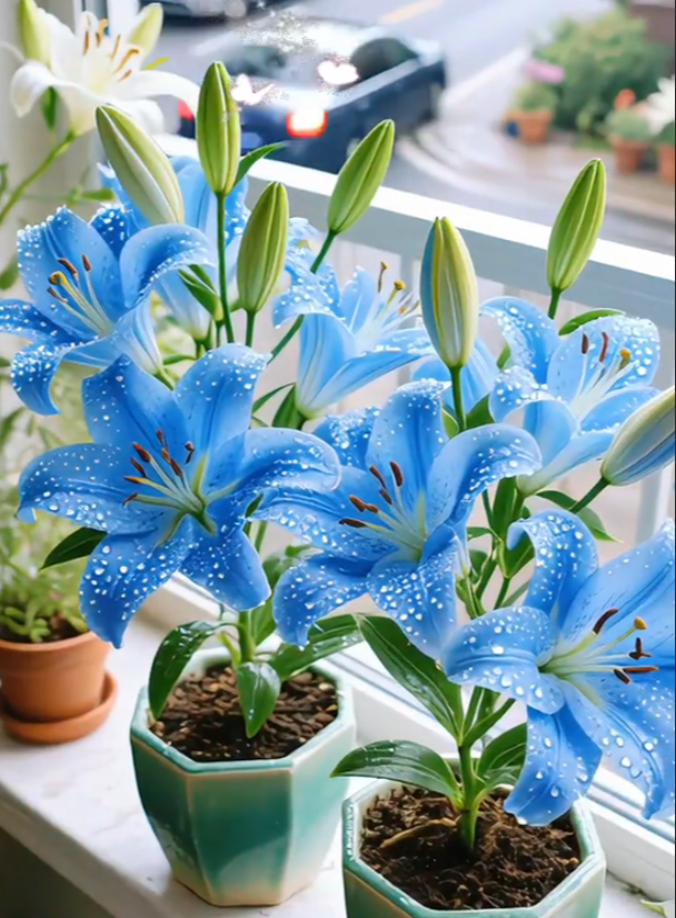 🌺Vonné cibulky lilií – svěží a sladké