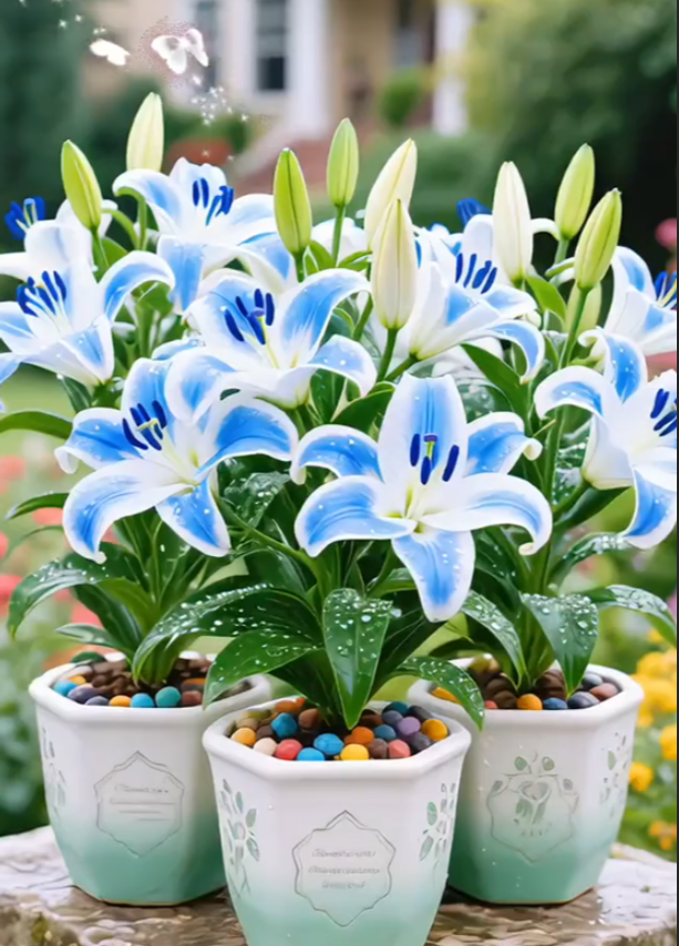 🌺Vonné cibulky lilií – svěží a sladké