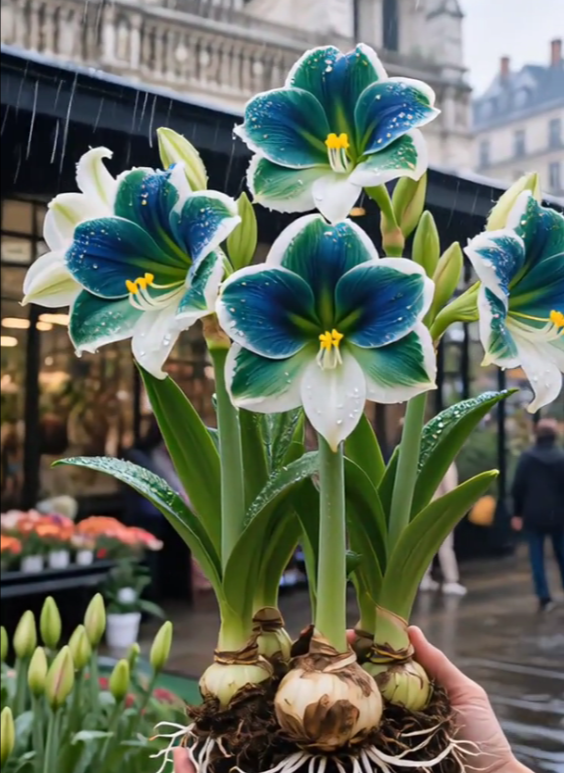 Cibule vonných amarylis s dvojitými okvětními lístky