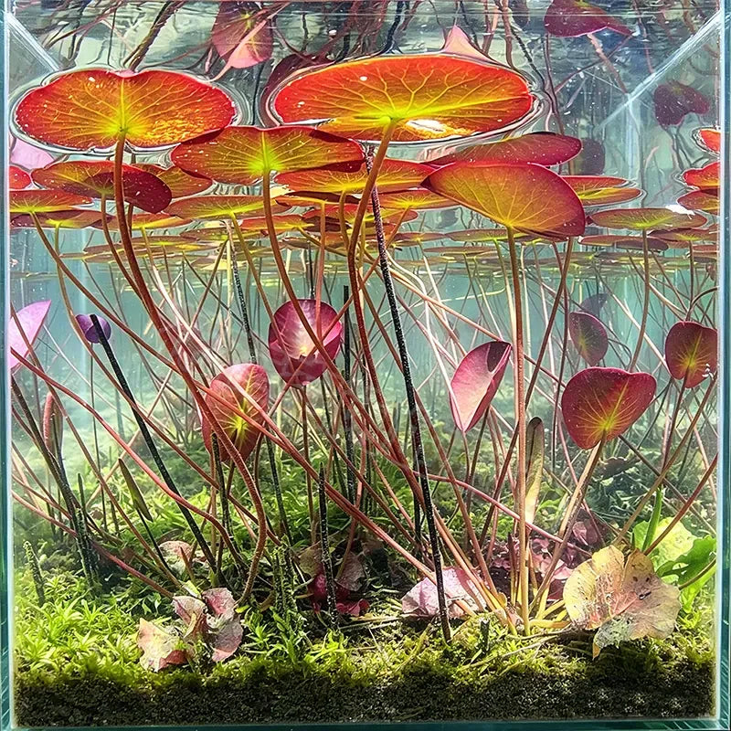 🐟Hydroponické kořeny červeného lotosu🌿 Proměňte své akvárium v živou zahradu