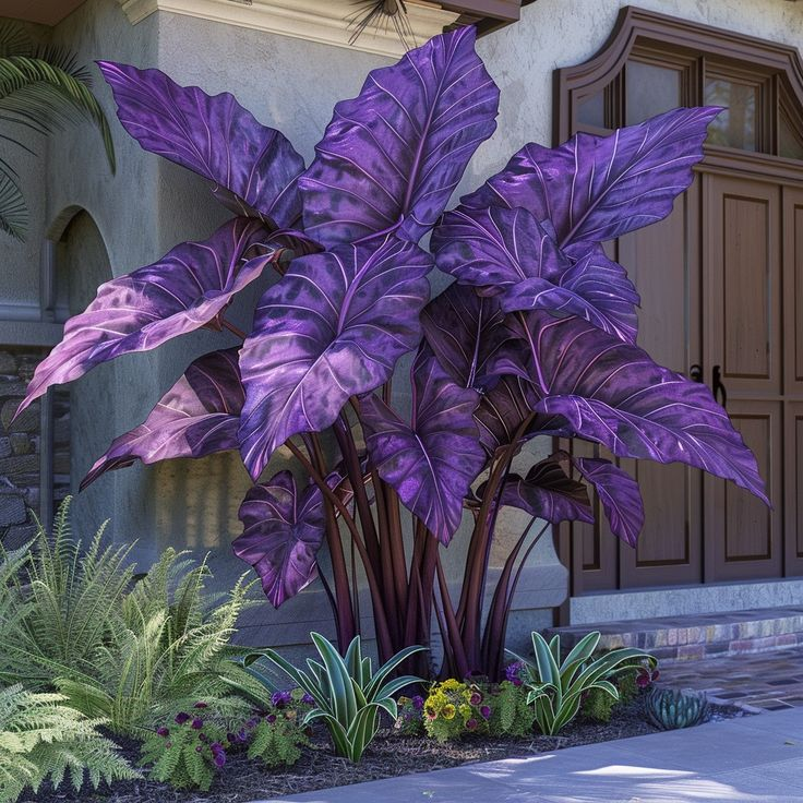 Cibule alokazie severní safírové - obří🍃 Proměňte svůj prostor tropickou majestátností