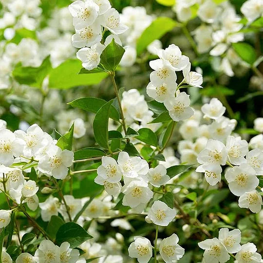 POSLEDNÍ DEN AKCE - SLEVA 49 % 🌸Krásná jasmínová rostlina v květináči (lze zasadit i v zimě)🌸