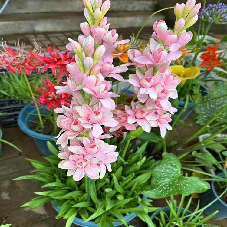 Dvojitá tuberóza 🌸 - Velký cibulovitý květ