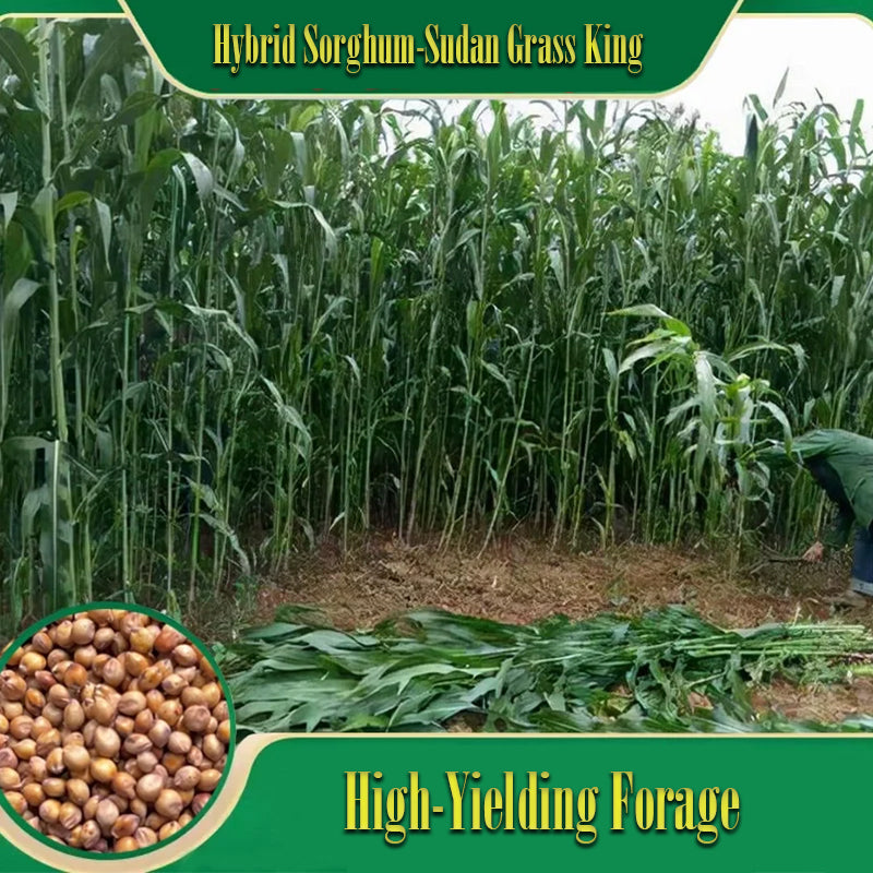 🌿Hybridní odrůda čiroku a súdánské trávy ✅Vysoce výnosné krmné semeno