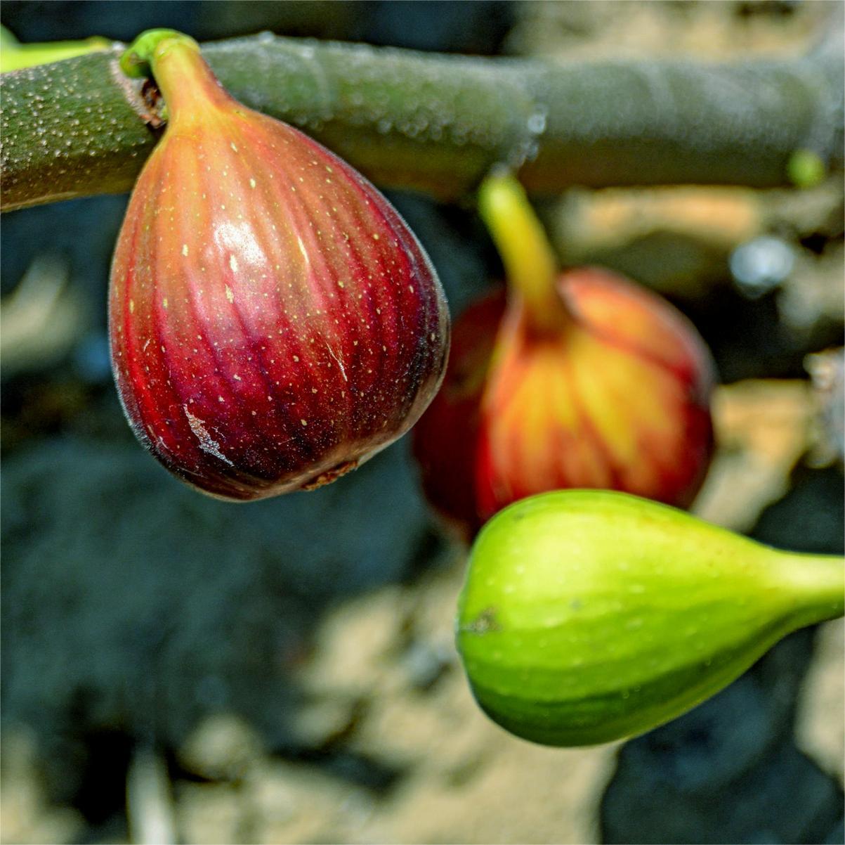 Semínka fíků SweetHarvest