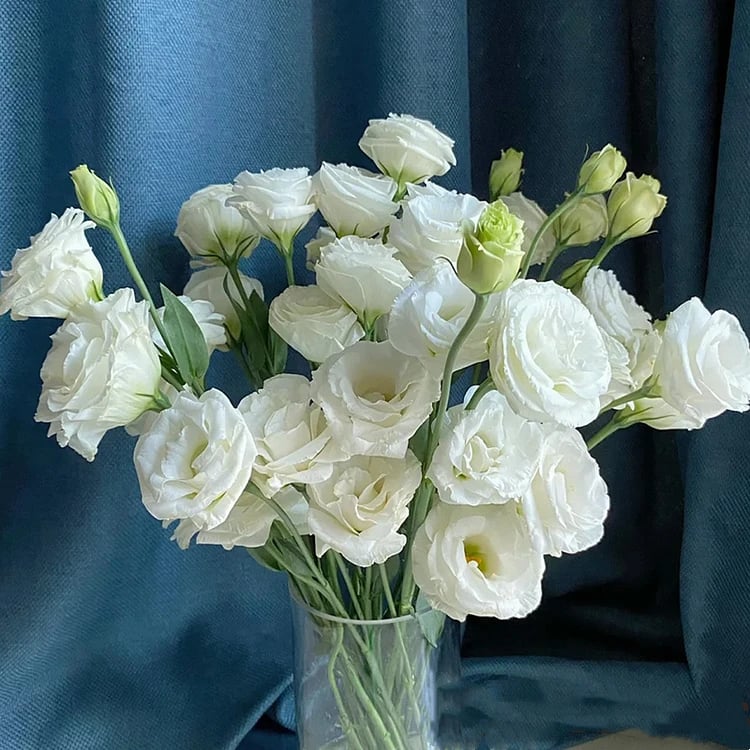 🔥Poslední den prodeje💝Eustoma Rose Thornless💐Lisianthus Seeds