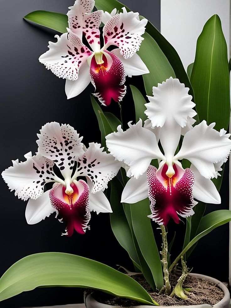 Semena kosatce motýlího