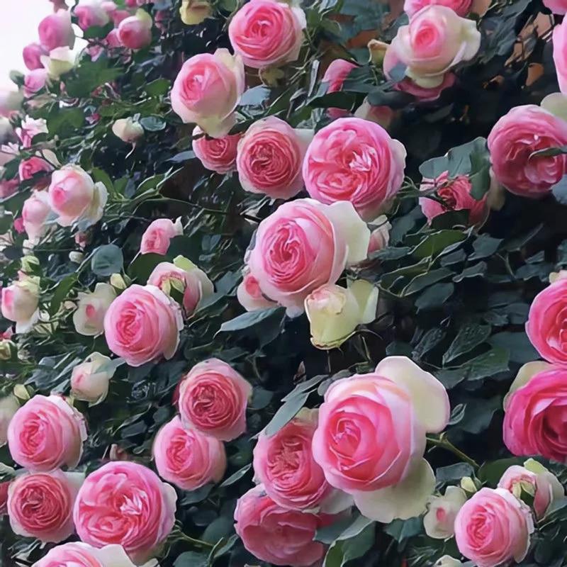 🌈 Pnoucí růže nejvyšší kvality 🌹 Rychle rostoucí, snadno se o ně pečuje a velmi voňavé ✨ Ideální do každé zahrady