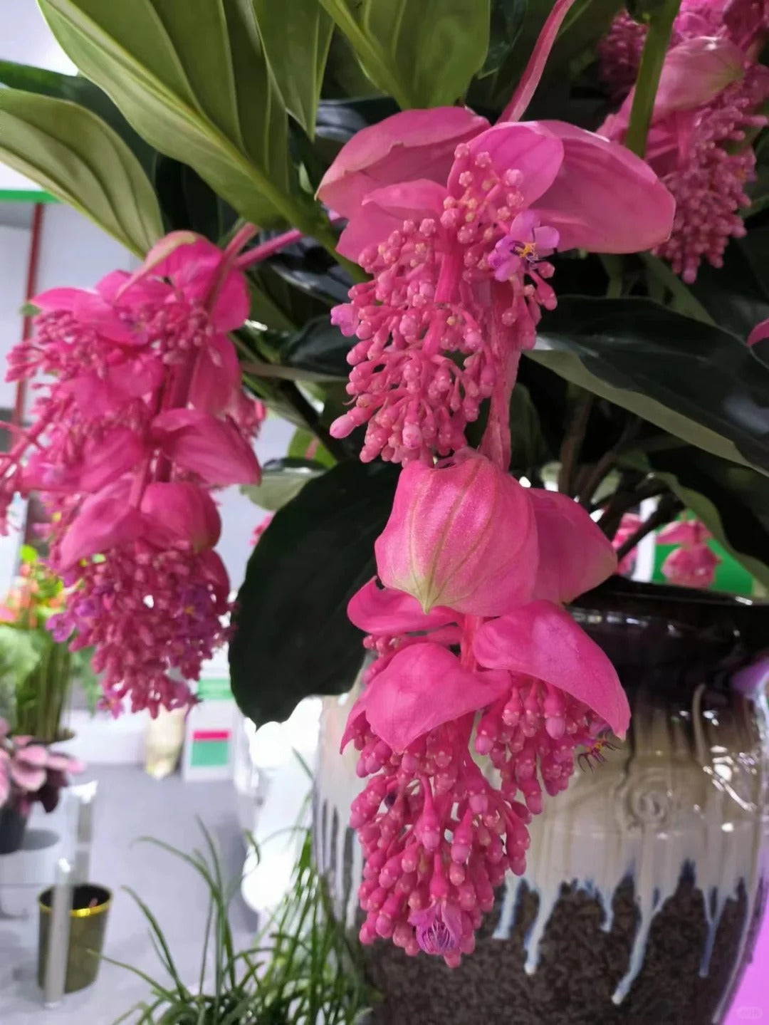 Semínka hrozny růžové  - pěstujte královnu květin ve své zahradě