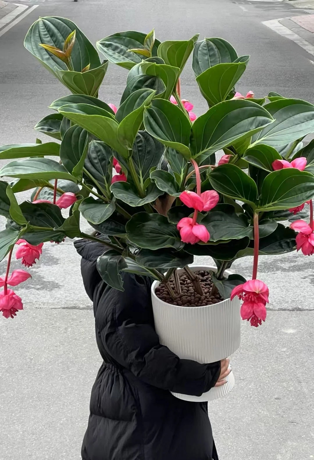 Semínka hrozny růžové  - pěstujte královnu květin ve své zahradě