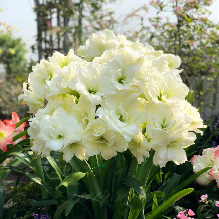 Cibule amarylisů s dvojitým květem🌼