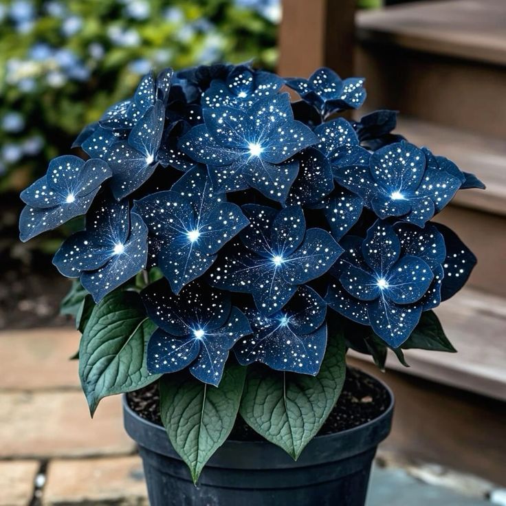 🌟Hosta Night Blue – skvělý doplněk vašeho domova! 🌟