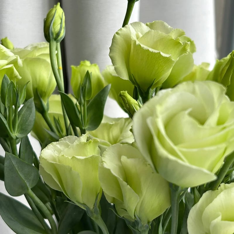 🔥Poslední den prodeje💝Eustoma Rose Thornless💐Lisianthus Seeds