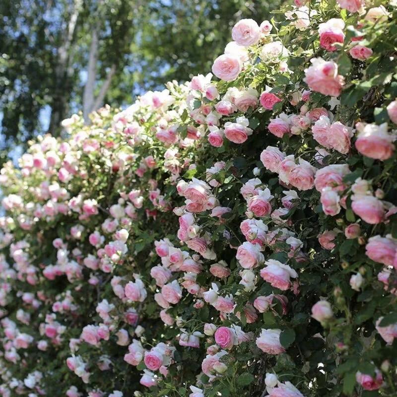 🌈 Pnoucí růže nejvyšší kvality 🌹 Rychle rostoucí, snadno se o ně pečuje a velmi voňavé ✨ Ideální do každé zahrady