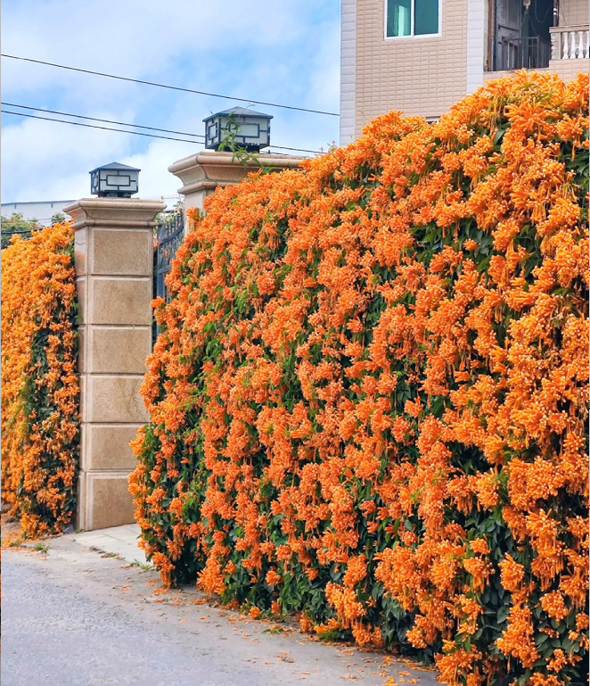 Semena květů Firecracker