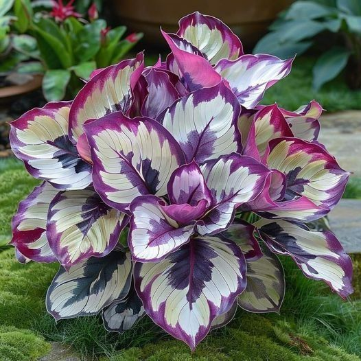 🌿 Barevná semínka hosty – král stínu v zahradě! 🌿