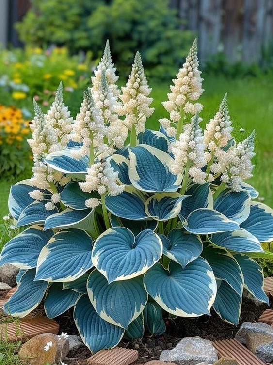 Hardy Beauty: Hosta květiny odolné vůči stínu a chladu