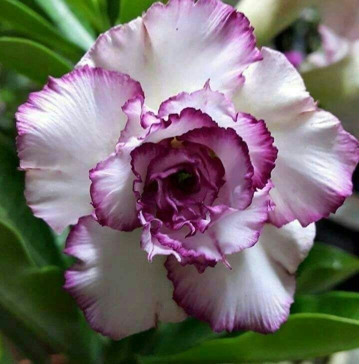 🔥Vypěstujte si Královnu pouště – nyní za sníženou cenu!🎁 😍Ráda kvete, má dlouhé období kvetení 🌵 Pouštní růže