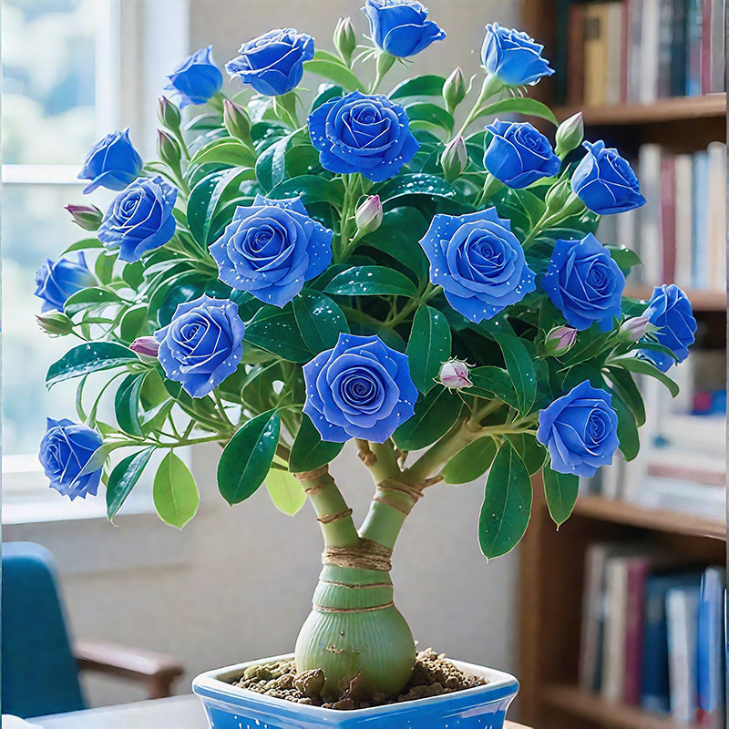 🌵🌺Cibulky pouštních růží