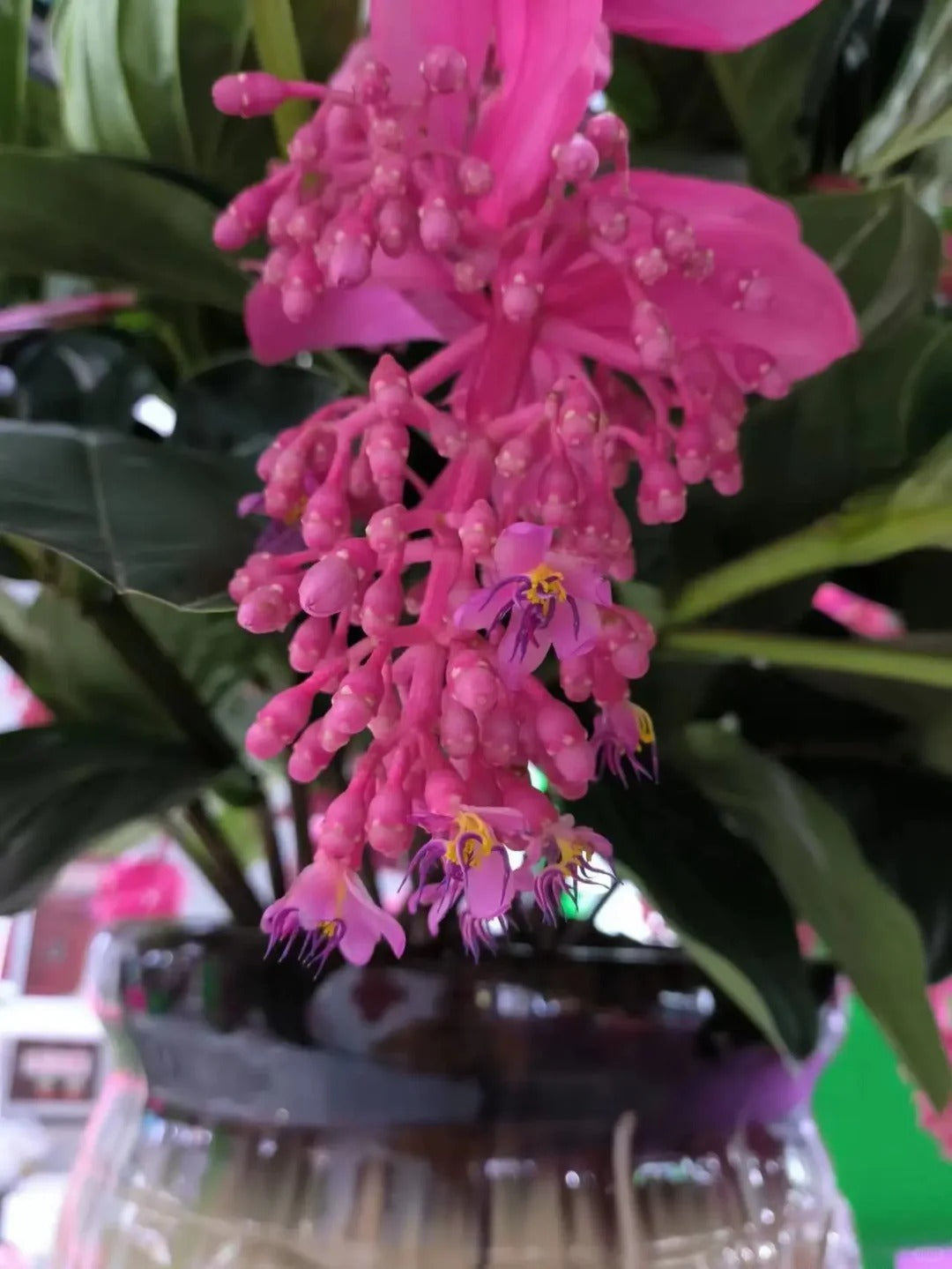 Semínka hrozny růžové  - pěstujte královnu květin ve své zahradě