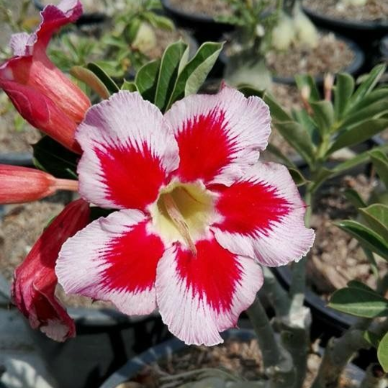 🎁Cibulky pouštní růže🌵Velmi snadná péče! 🌸Cibulky Adenium Obesum