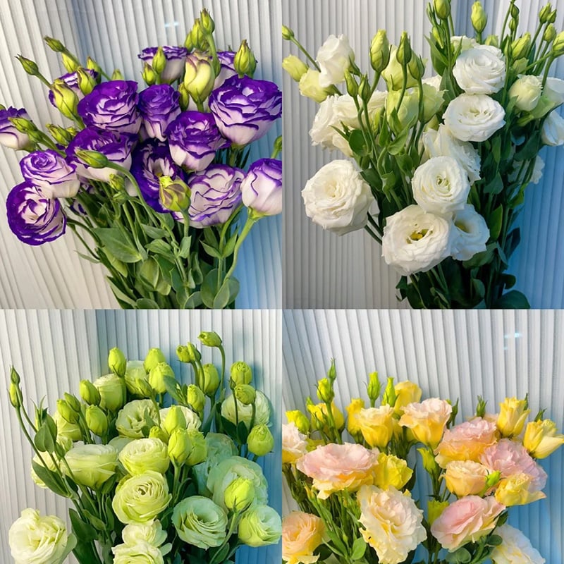 🔥Poslední den prodeje💝Eustoma Rose Thornless💐Lisianthus Seeds