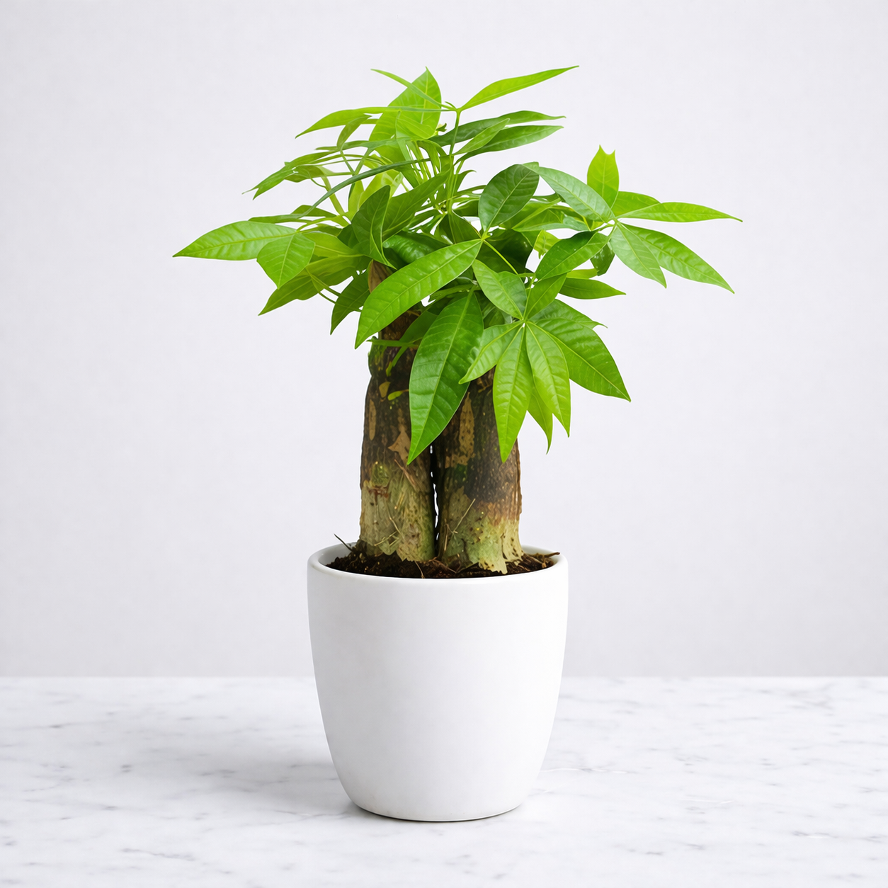 Vastu Prosperita Duo