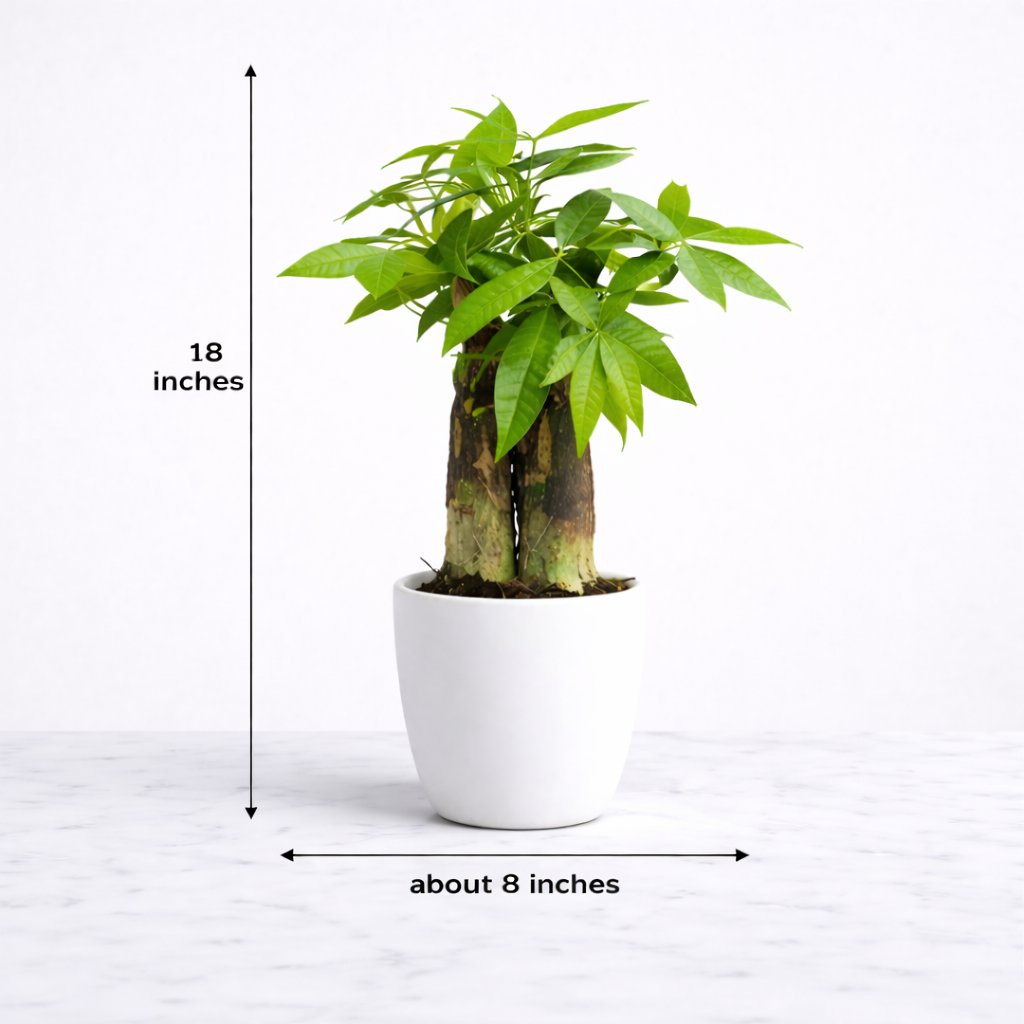 Vastu Prosperita Duo