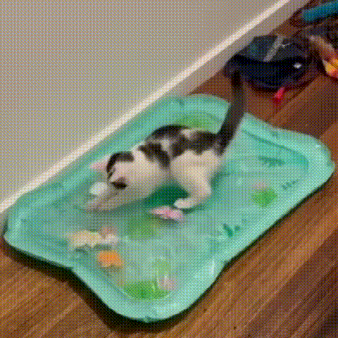 Hot Sale – 50% sleva ✨ Podložka pro mazlíčky 3 v 1 s regulovatelnou teplotou a pocitem vody