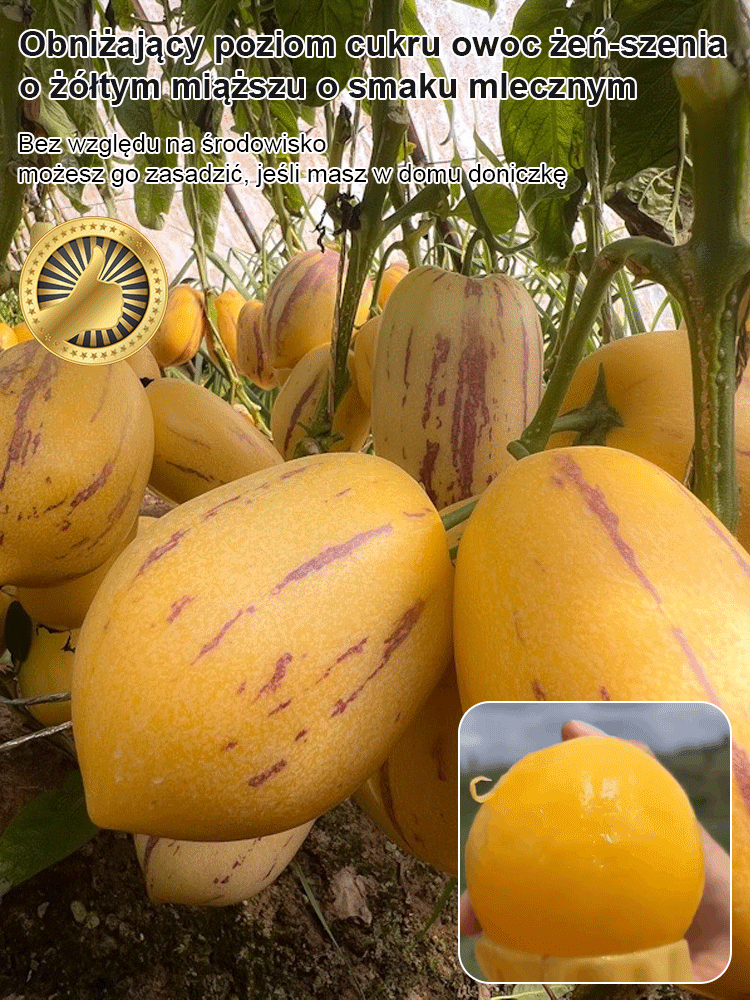 JS-Hypoglykemické a antihypertenzní mléko žluté maso hrnkové ženšen ovoce