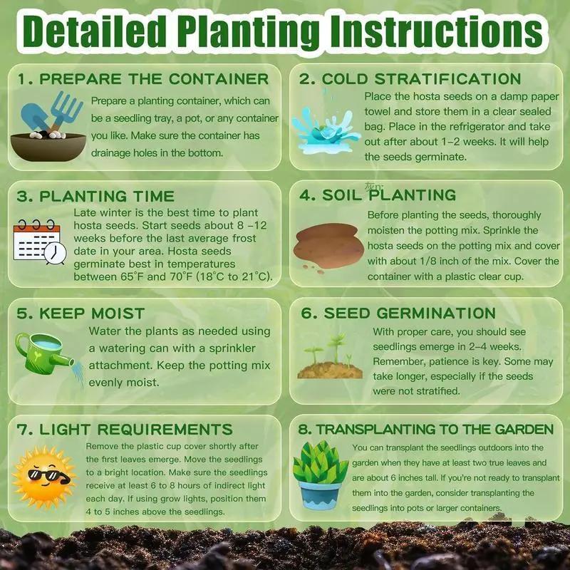 💥Žhavý výprodej 2025 🌌Semena hosty Midnight Blue Heart, trvalka milující stín do zahrady