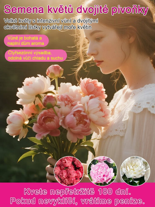 [Vybraná semínka pivoňky] Jedno semínko, moře květin, kvete nepřetržitě 180 dní!