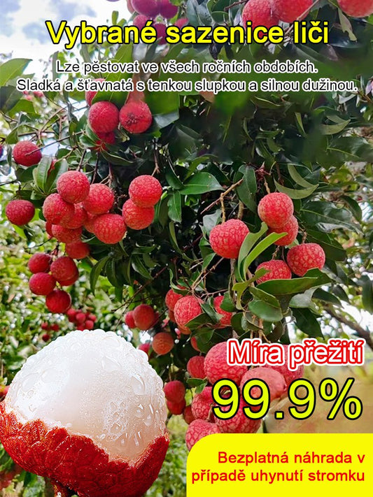 Vybrané sazenice liči! Plody větší než vejce, tlustá dužina! 99% úspěšnost přežití