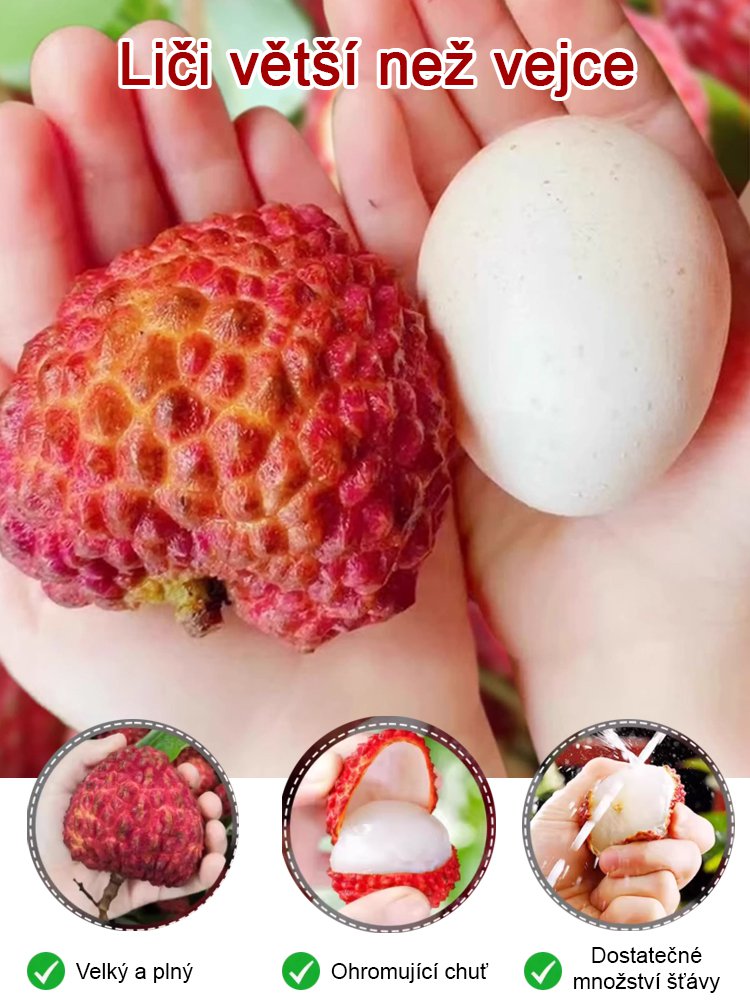 Vybrané sazenice liči! Plody větší než vejce, tlustá dužina! 99% úspěšnost přežití