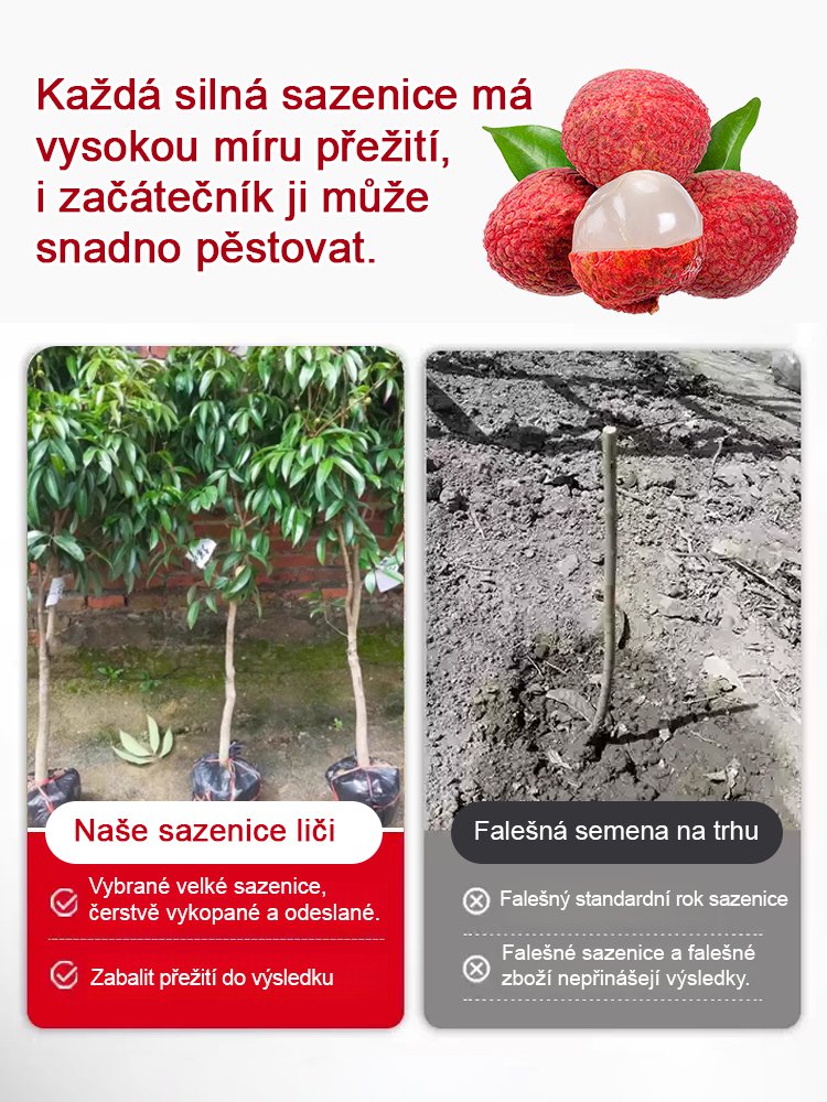 Vybrané sazenice liči! Plody větší než vejce, tlustá dužina! 99% úspěšnost přežití