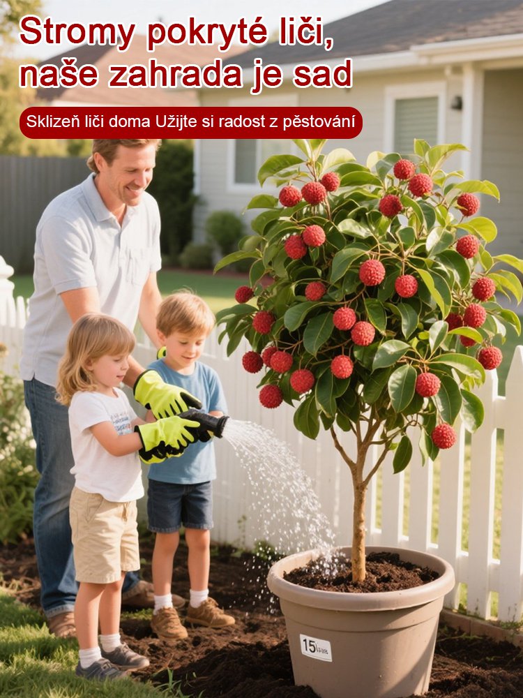 Vybrané sazenice liči! Plody větší než vejce, tlustá dužina! 99% úspěšnost přežití