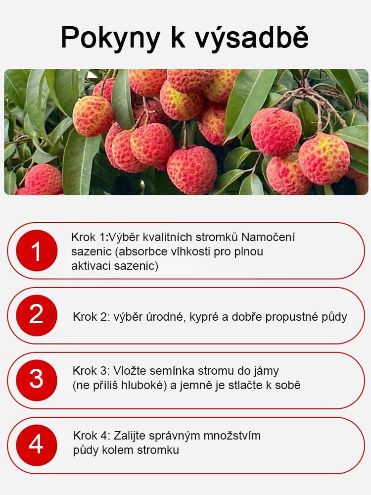 Vybrané sazenice liči! Plody větší než vejce, tlustá dužina! 99% úspěšnost přežití