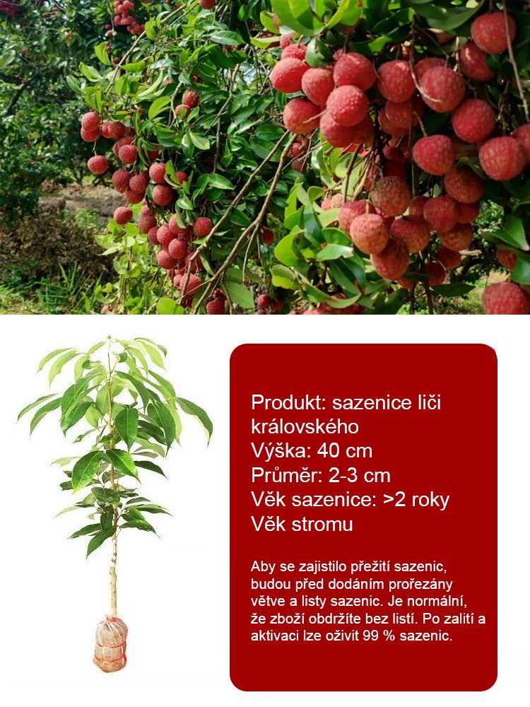 Vybrané sazenice liči! Plody větší než vejce, tlustá dužina! 99% úspěšnost přežití