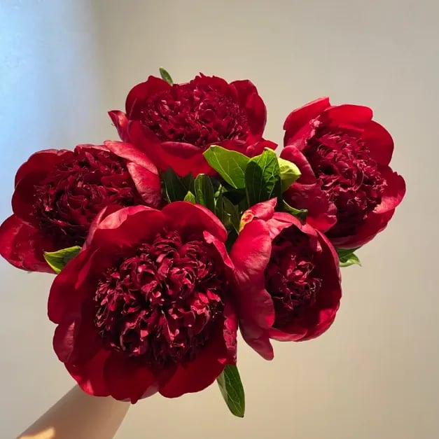 🌺Krásná směs semínek pivoňky