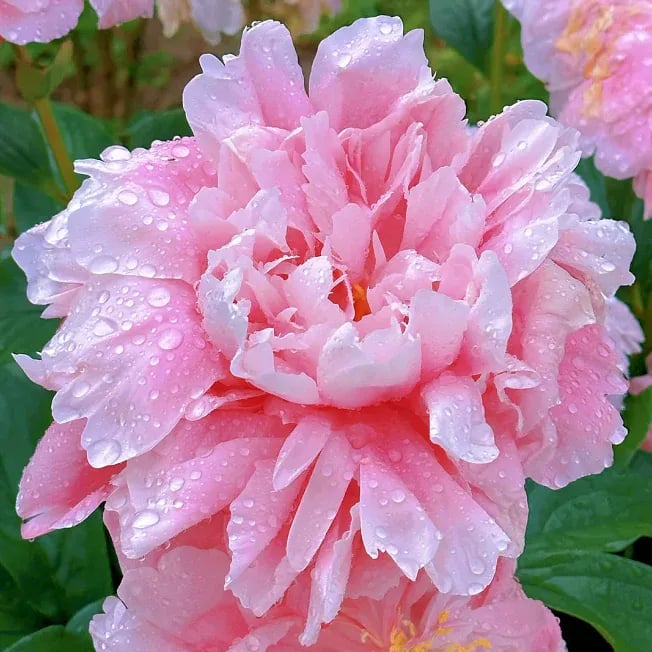 🌺Krásná směs semínek pivoňky