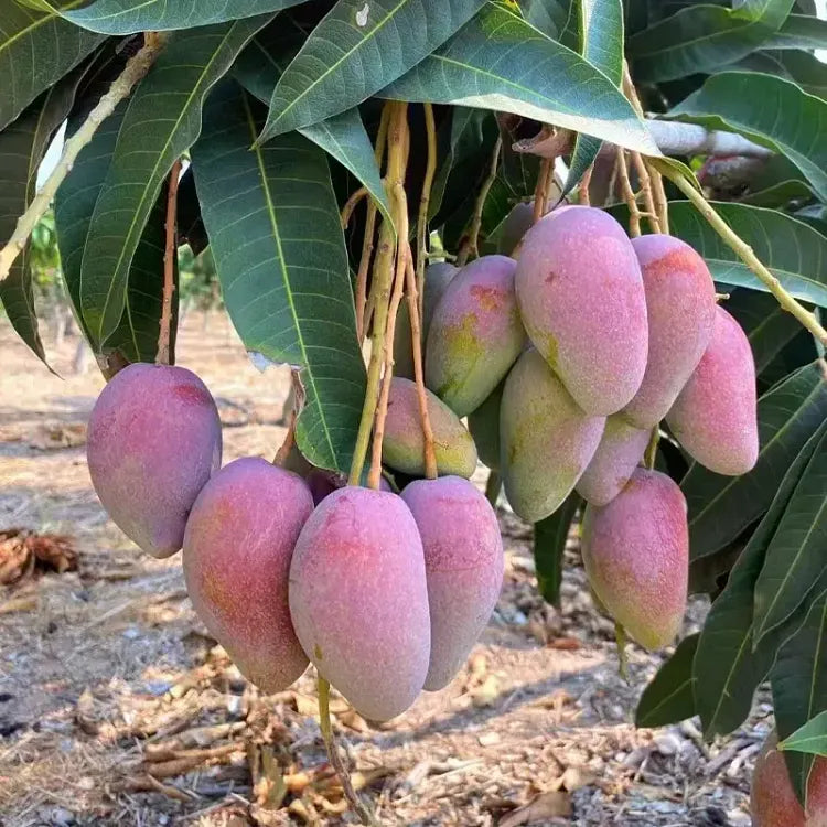 🥭 Sametové, sladké a šťavnaté sazeničky manga – zažijte chuť tropů u sebe doma 🌴