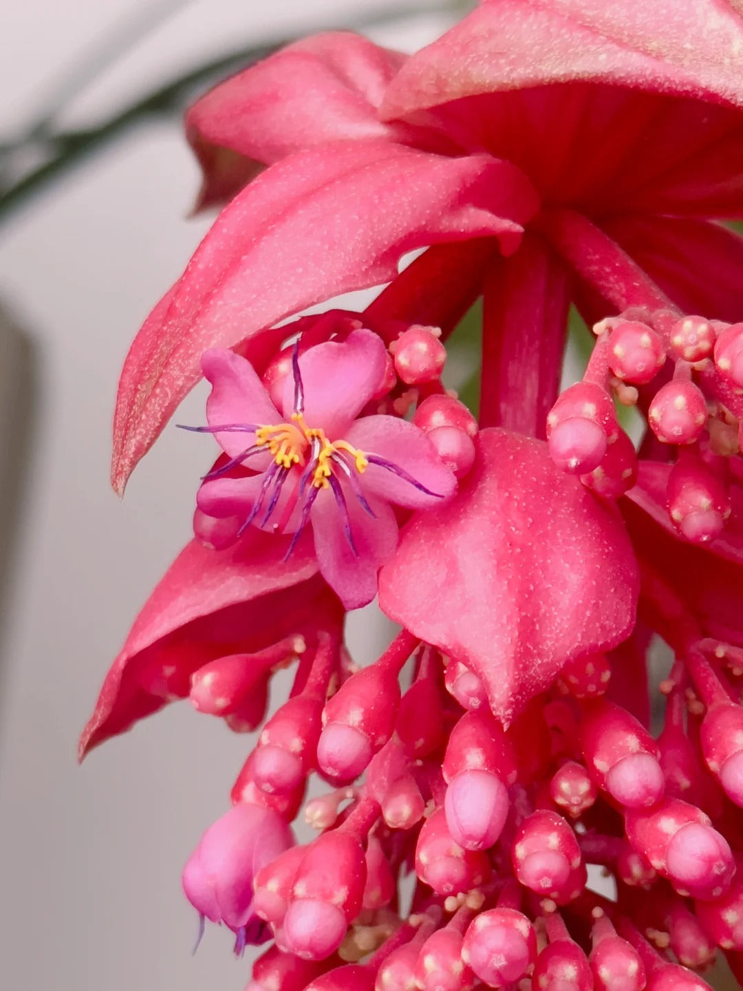 Semínka hrozny růžové  - pěstujte královnu květin ve své zahradě