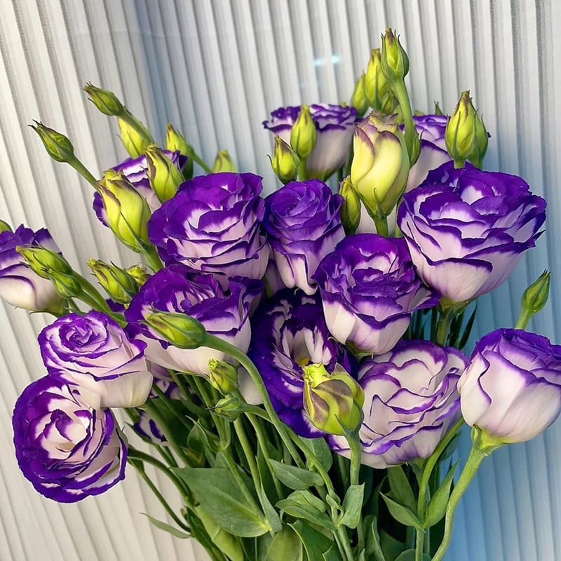 🔥Poslední den prodeje💝Eustoma Rose Thornless💐Lisianthus Seeds