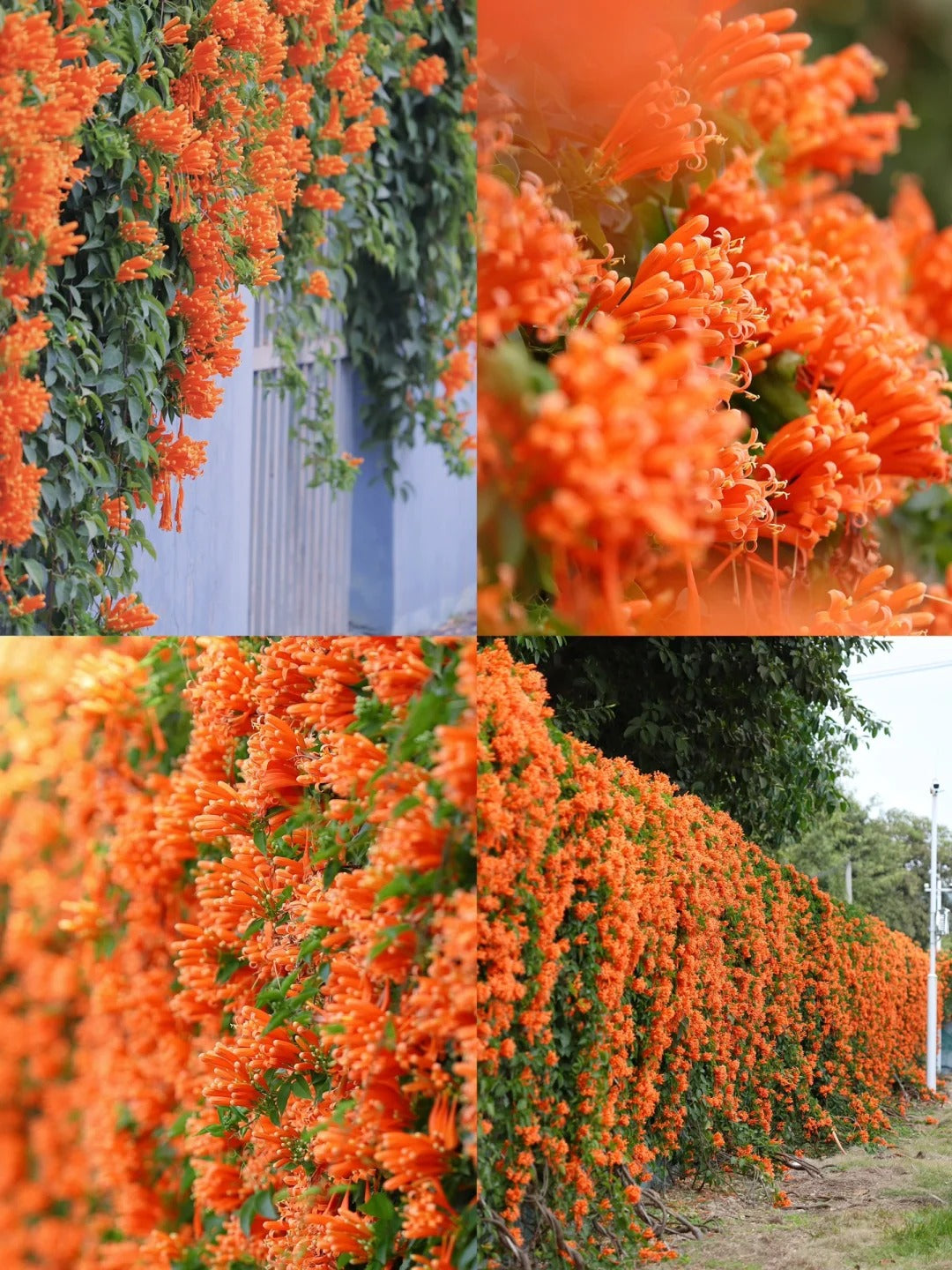 Semena květů Firecracker