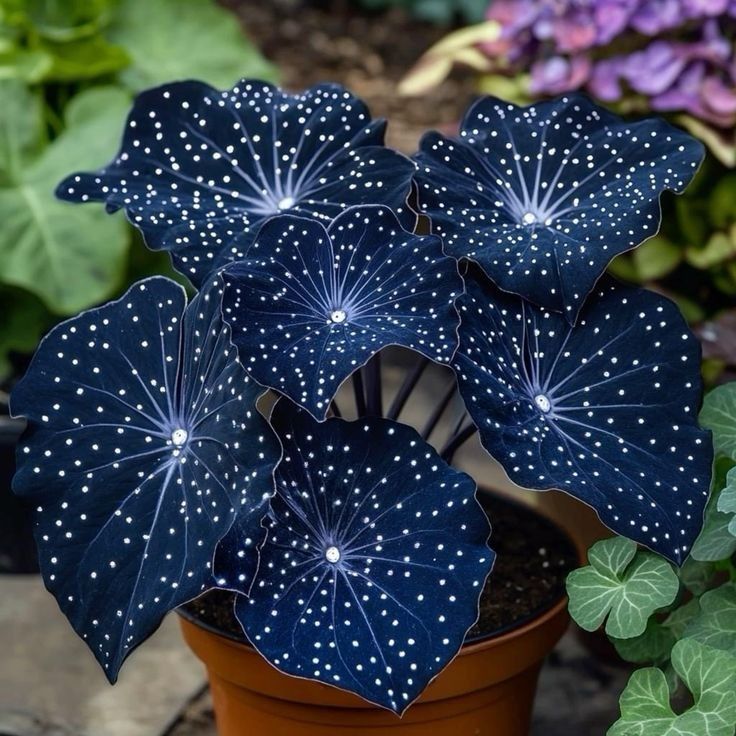 🌟Hosta Night Blue – skvělý doplněk vašeho domova! 🌟