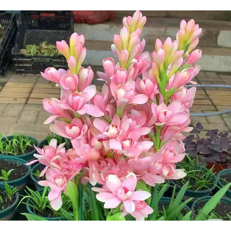 Dvojitá tuberóza 🌸 - Velký cibulovitý květ