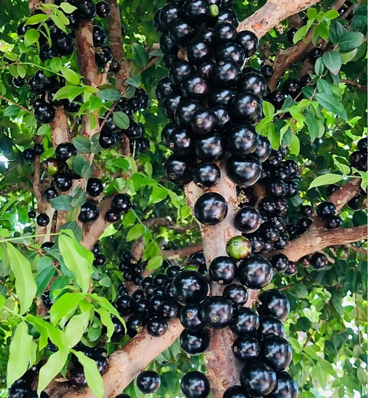Jabuticaba hroznová semínka