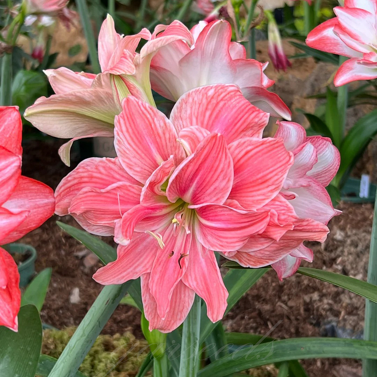 Cibule amarylisů s dvojitým květem🌼
