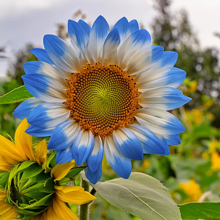 Slunečnicová semínka Midnight Blaze